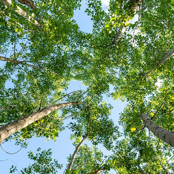 benefici-ambientali-della-coltivazione-del-pioppo