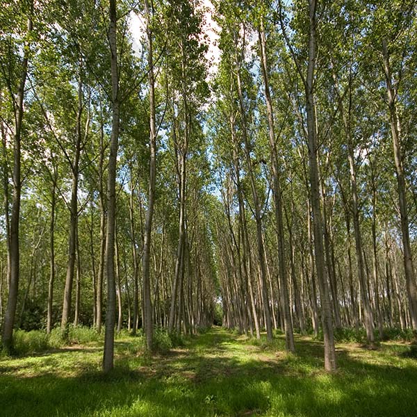 benefici-ambientali-del-pioppo