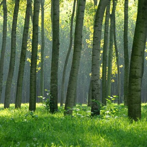 caratteristiche-del-pioppo-480x480